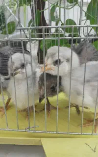 جوجه مرغ گلین