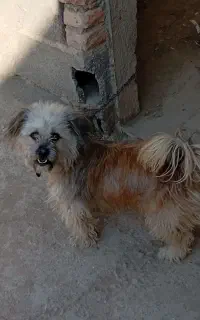 سگ خانگی
