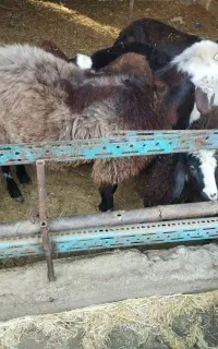 بره نر از 35تا 45کیلو