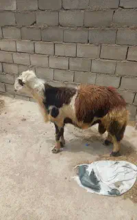 ۲۰ راس بزغاله
