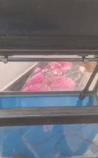 اکواریم خم