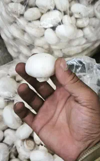 ارسال قارچ تازه رایگان