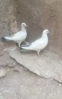 جوجه دم سبز خوشکل
