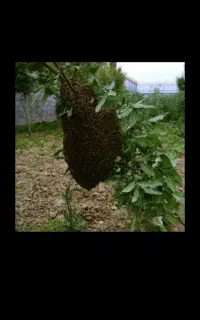 خرید و فروش بچه زنبور درختی و پاک سازی محل