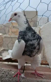 کبوتر طوقی