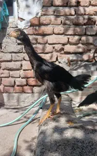 جوجه لاری
