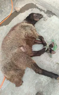 قصاب