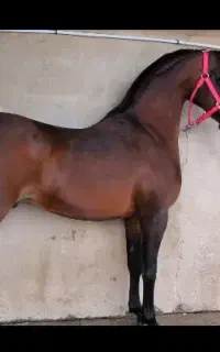 نریون عرب دوسر