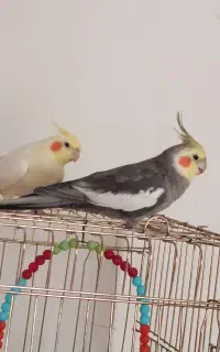 عروس هلندی نر وماده