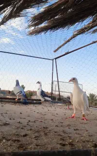 چهارتا کبوتر نر جوجه بوم