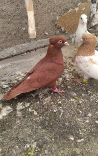 کفتر پرش و جفتگاه