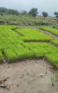 شالی نشا فجر 90 روزه