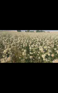 بذر تره ایرانی