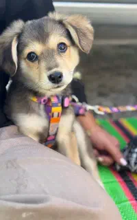 واگذاری رایگان