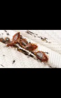 سمپاشی کنه ساس سوسک با ضمانت کتبی شرکت