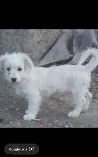 سگ پا کوتاه