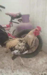 خروس لاری