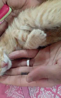 واگزاری گربه