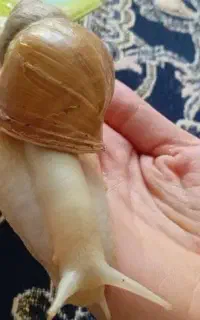 حلزون آرایشی بهداشتی برای فروش