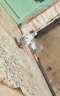 کبوتر نر معامله با مرغ گلین