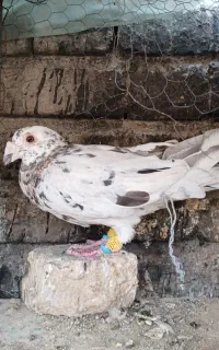 کبوتر سرور