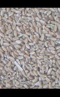 خرید و فروش گندم