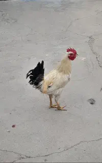 مجسمه خروس
