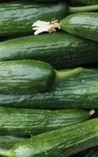 خیار محلی قلمی
