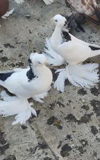 کبوتر