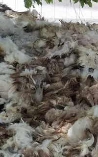 پشم گوسفند