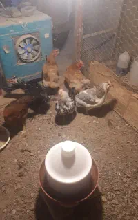 مرغ و وخروس