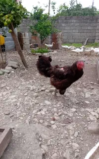 مرغ لاری کرچ