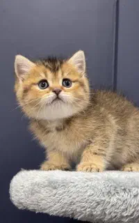 بچه‌ گربه های خوشگل و خاص