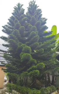 کاکتوس مدل کریسمسی