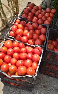 گوجه روسای فیال مخصوص ربع