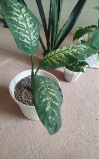 گل های زیبا