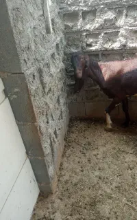 بز پاکستانی شیر دار جوان
