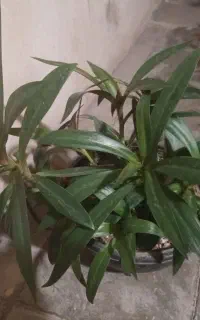 گل موسی در گهواره