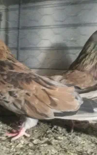سرور
