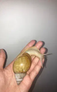 حلزون اچانتینا البینو