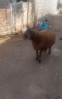 گوسفند و بره همو وهترو
