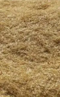 کاه گندم آبی