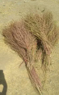 جارو محلی درجه۱
