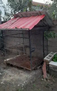 لانه اهنی سگ وپرندگان