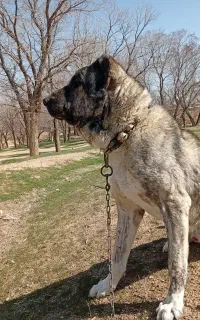 سگ سرابی