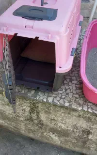 باکس گربه