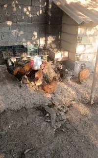مرغ و خروس