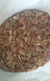 کار در کارگاه بادام شکنی