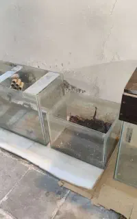 تعدادی آکواریوم