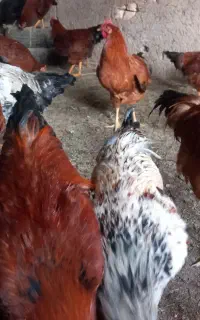 خروس برانگهداریوسربری